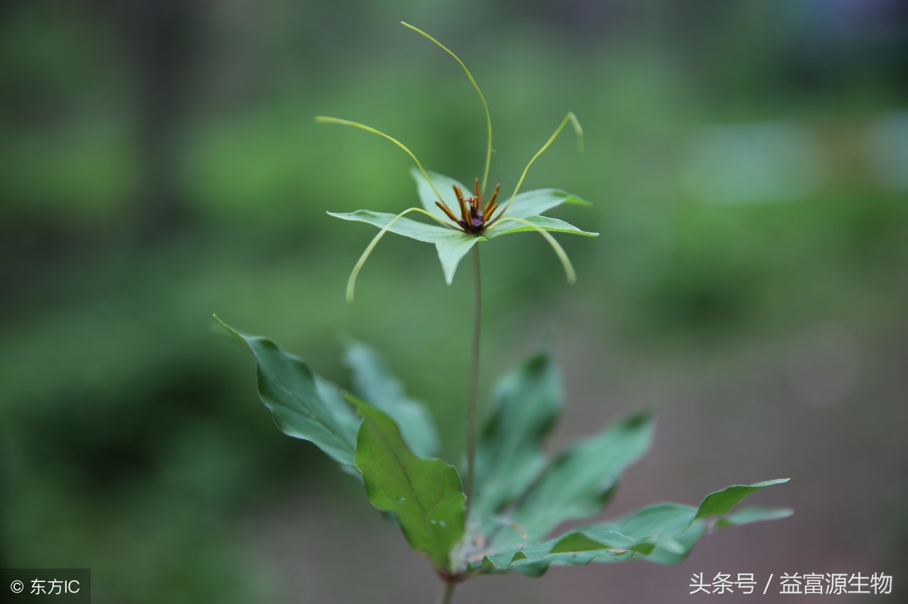 重楼根腐烂怎么治,重楼茎杆腐烂是什么原因