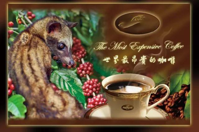 猫屎咖啡为什么昂贵,猫屎咖啡背后的残酷真相