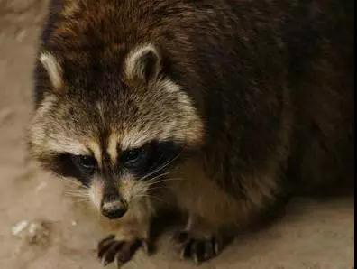 猫屎咖啡为什么昂贵,猫屎咖啡背后的残酷真相