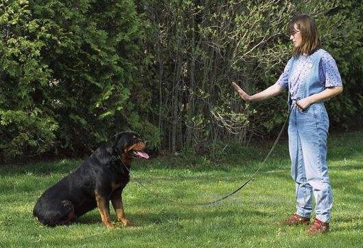 小狗狗不听话如何管教,如果狗狗不听话该怎么样才能训它