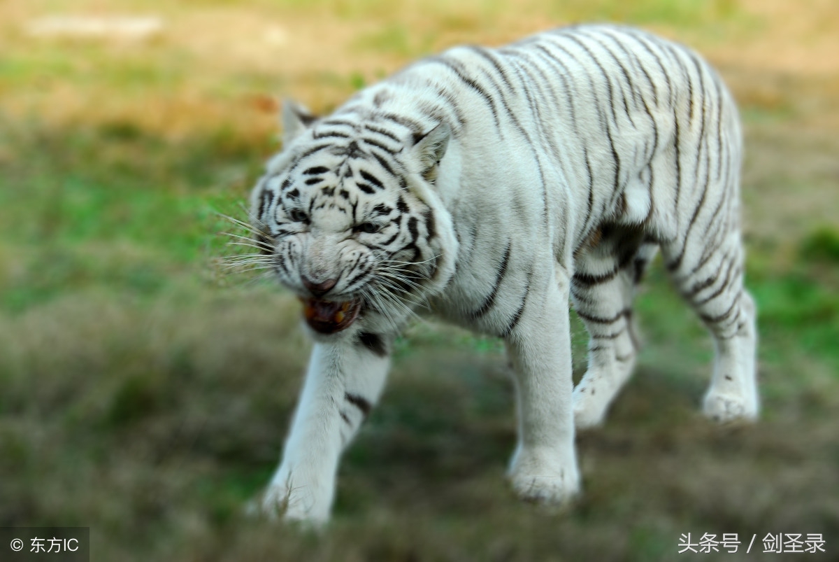 中国上古六神兽,中国古代上古六神