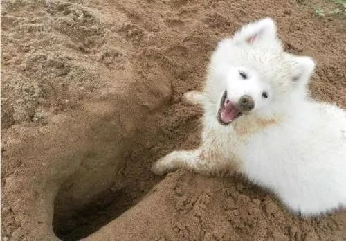 这才是看球的正确方式,看球需理性