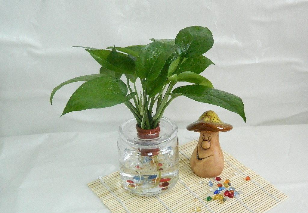 养在水里的花卉有哪些,在水里生长的花卉都有哪些