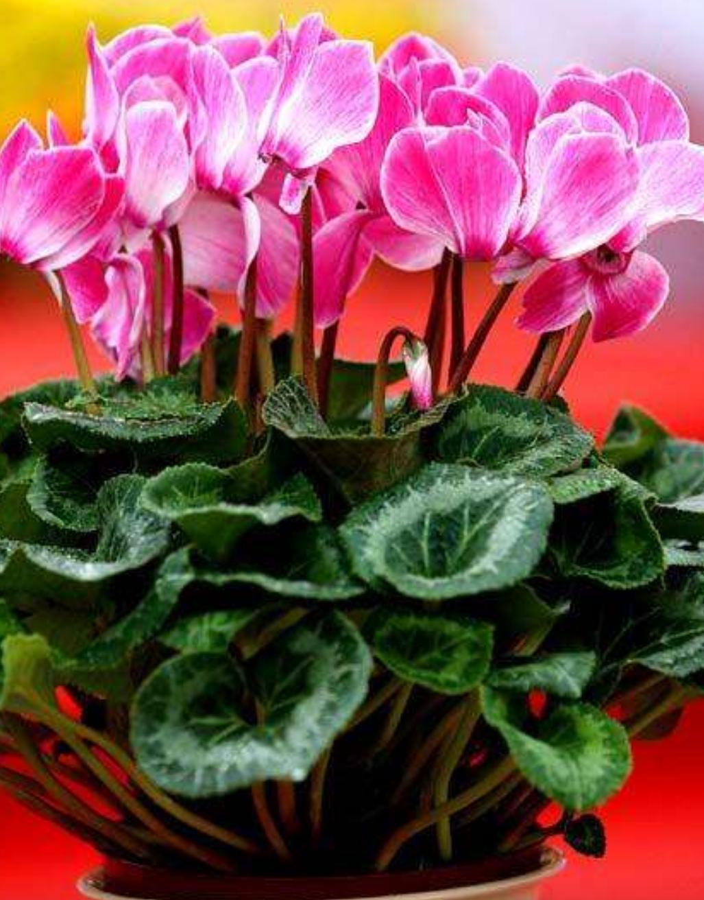 花卉遇高温天气怎么办,夏季高温花草怎么养