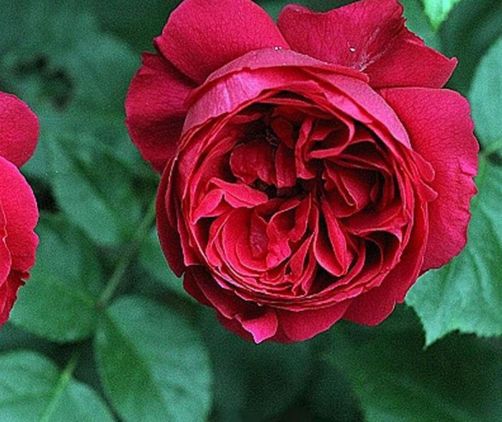 花卉遇高温天气怎么办,夏季高温花草怎么养