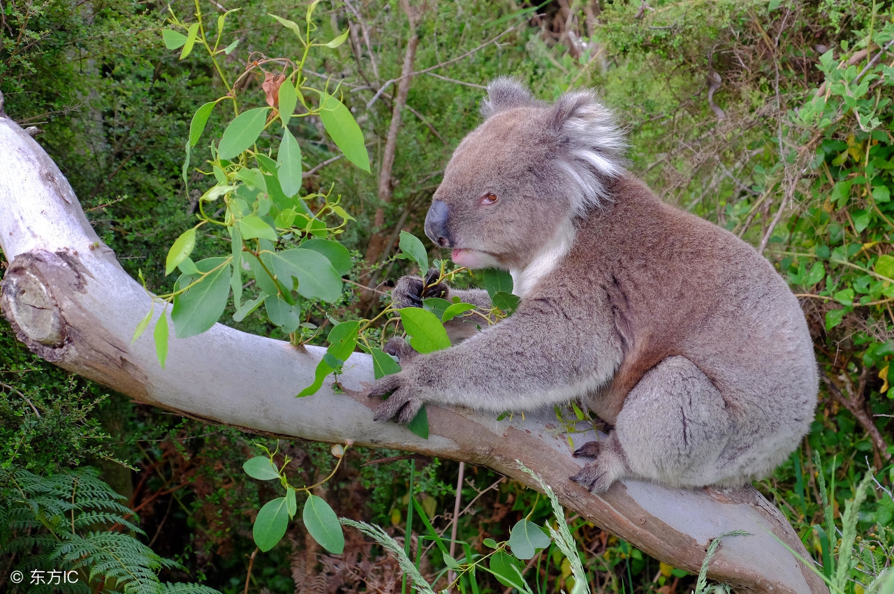 大熊猫与考拉哪个更可爱,大熊猫和考拉哪个更受欢迎