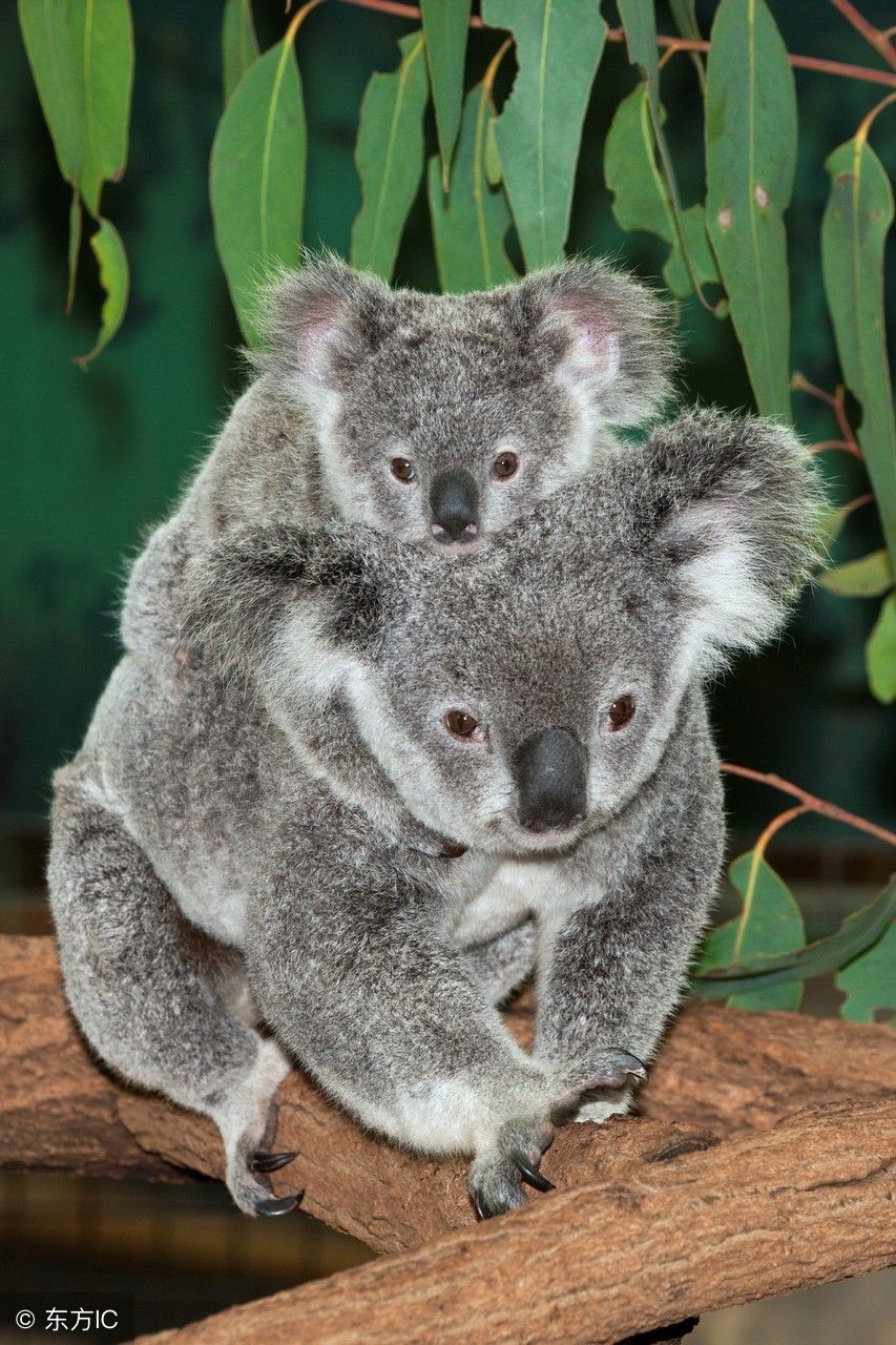 大熊猫与考拉哪个更可爱,大熊猫和考拉哪个更受欢迎