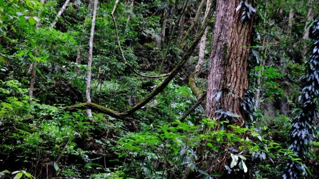 兴隆原始森林在哪,兴隆原始森林