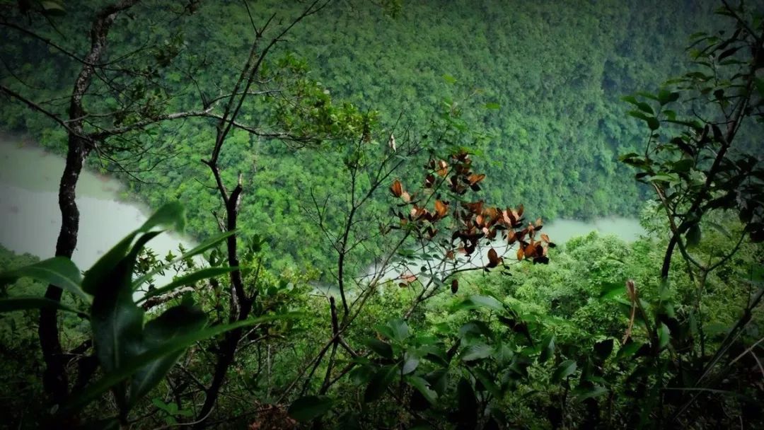 兴隆原始森林在哪,兴隆原始森林