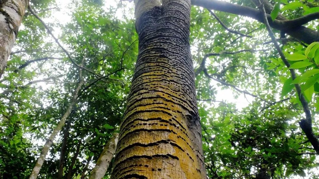 兴隆原始森林在哪,兴隆原始森林