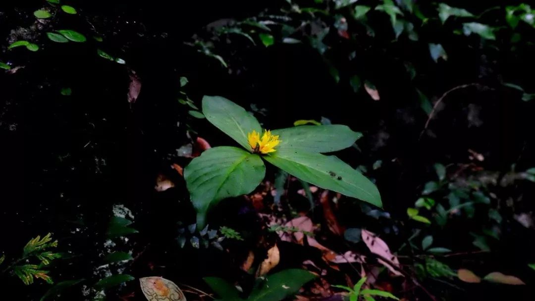 兴隆原始森林在哪,兴隆原始森林