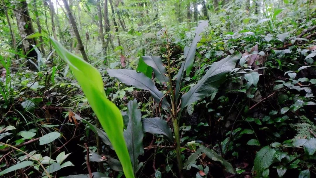 兴隆原始森林在哪,兴隆原始森林