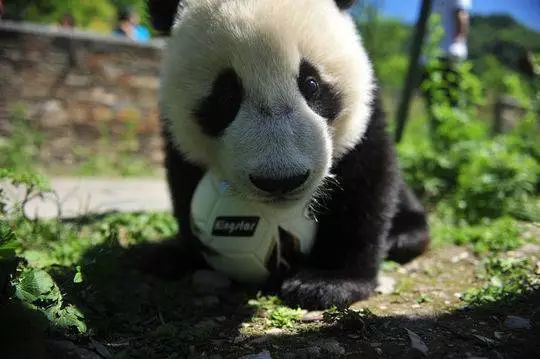 “萌宝”助威2018世界杯！不管你是老司机还是伪球迷，最全赛程表赶紧收下！