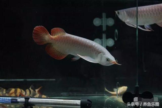 龙鱼不同时期应该做的事,龙鱼各个阶段注意什么