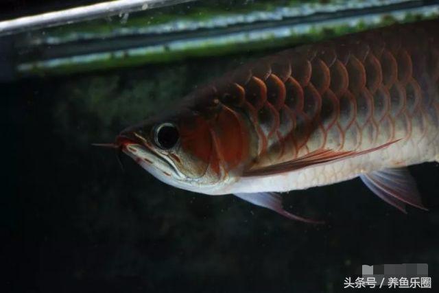 龙鱼不同时期应该做的事,龙鱼各个阶段注意什么