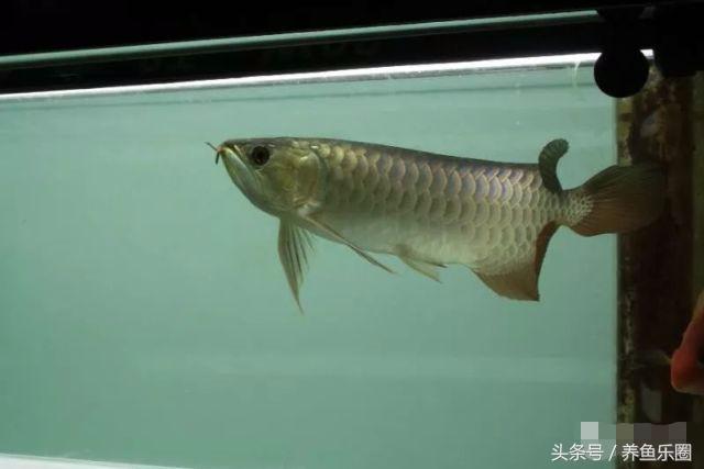 龙鱼不同时期应该做的事,龙鱼各个阶段注意什么