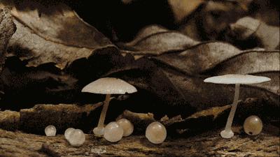 我市权威部门发布紧急提醒！中毒高发季，坚决不采不购不食用