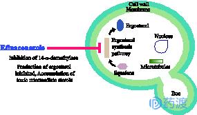 每日一药|Efinaconazole/Jublia