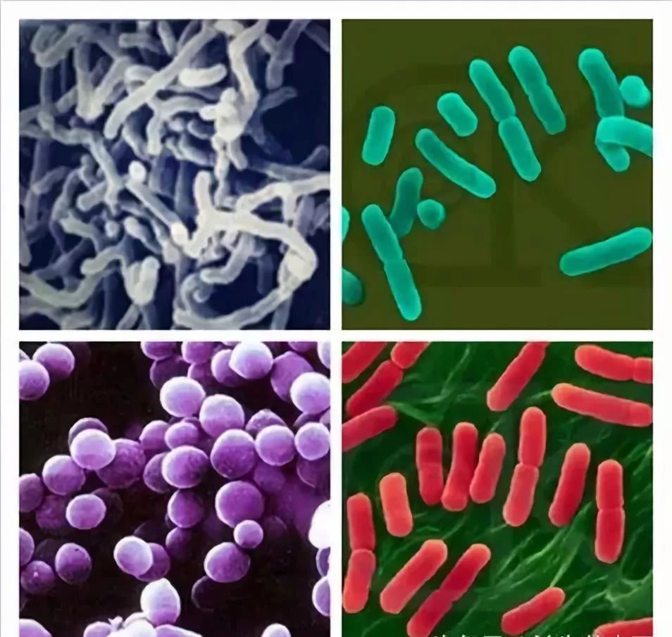 「合理用药」关于益生菌，你还不知道的4大真相！