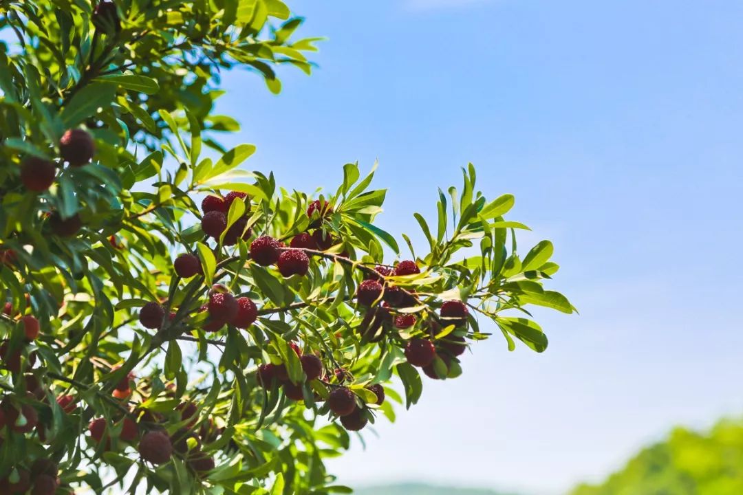 这座跟着周杰伦空降热搜的杨梅味小城，休渔期也能让你吃得满嘴鲜