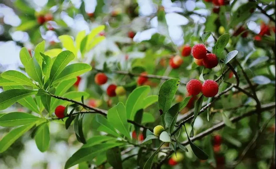 这座跟着周杰伦空降热搜的杨梅味小城，休渔期也能让你吃得满嘴鲜