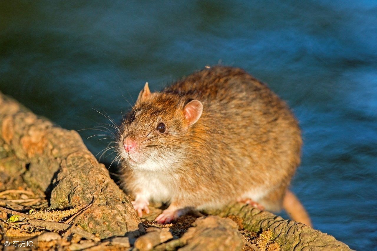 生肖鼠的今日运势财运方位,属相鼠2019运势详解