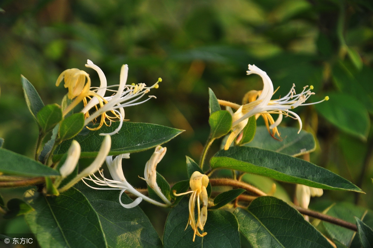 盛夏话说中草药金银花清热解毒疏散风热功效大