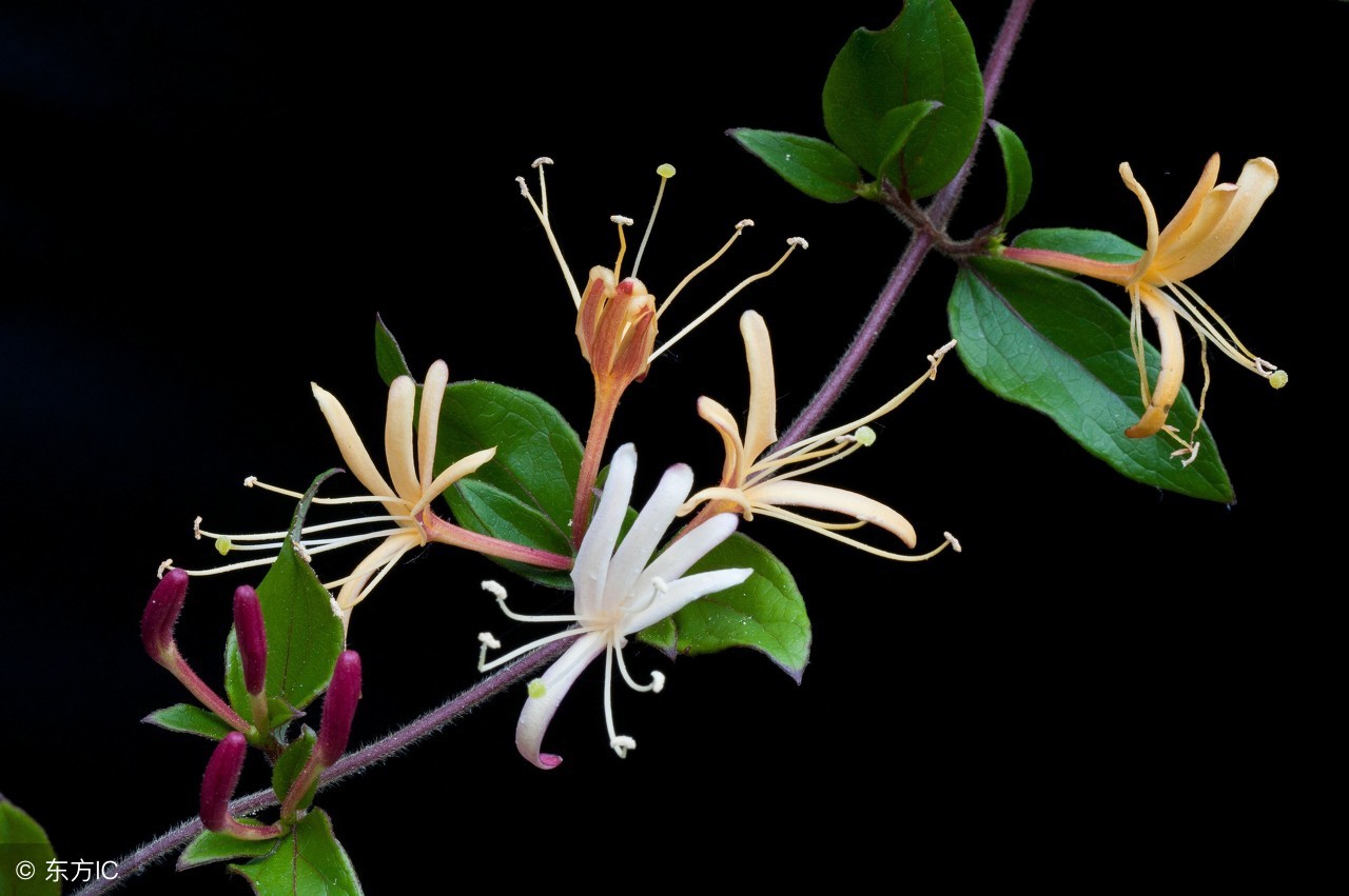 盛夏话说中草药金银花清热解毒疏散风热功效大