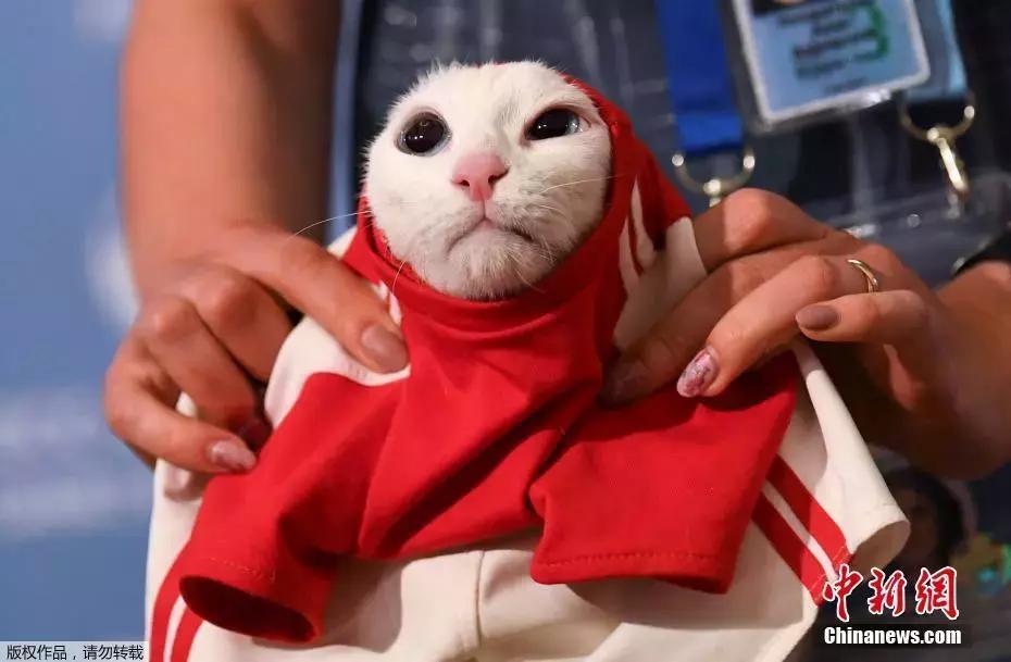 世界杯今晚赛事安排,世界杯今晚赛事视频