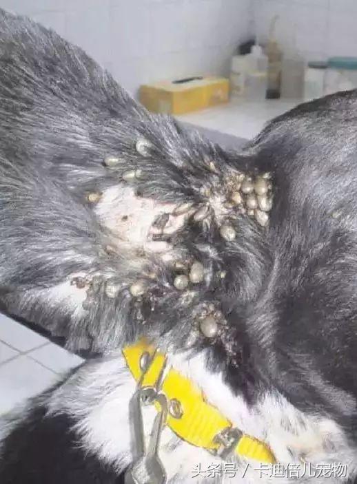 巴贝斯焦虫的终末宿主,巴贝斯焦虫病能扛过去吗