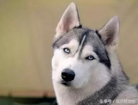 狗狗发情了，该怎么护理……