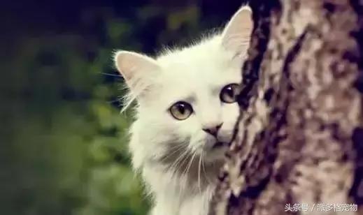 狗狗发情了，该怎么护理……