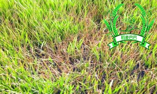 稻苗青枯立枯病怎么回事,水稻立枯病的防治方法是哪种