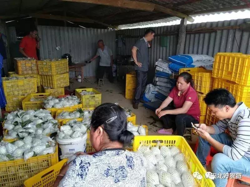 种植番石榴能赚到钱吗,种植番石榴一亩挣多少钱