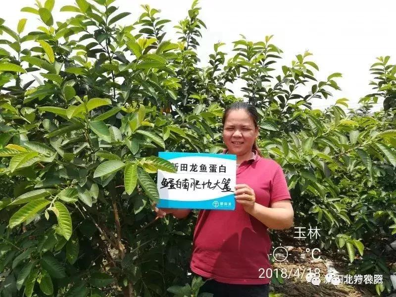 种植番石榴能赚到钱吗,种植番石榴一亩挣多少钱