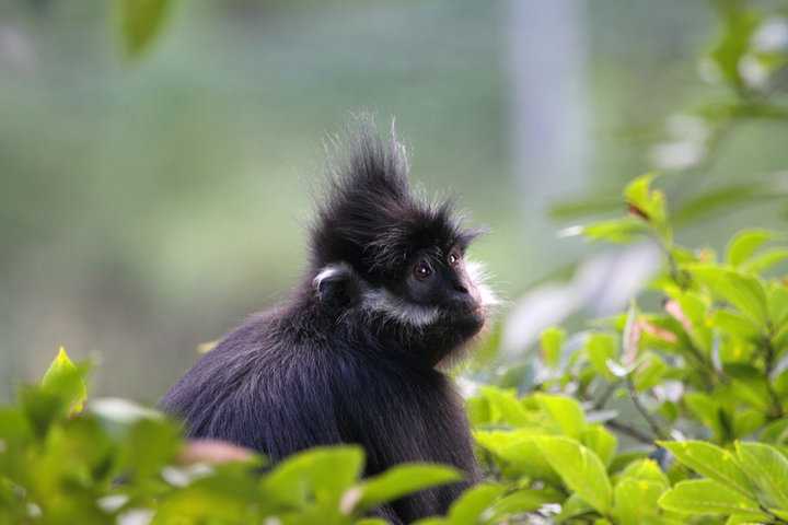 黔渝之光!乌江画廊被专家盛赞:旅游价值比张家界和梵净山还高!