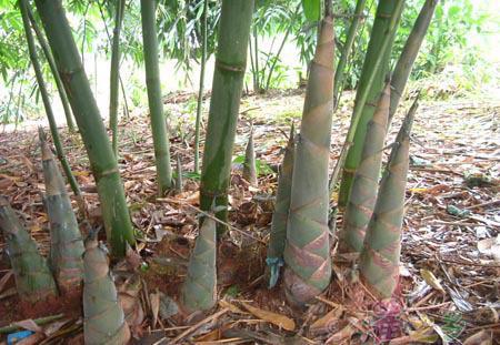 一年四季都产笋的竹,什么竹子笋最高产
