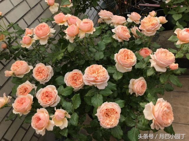 刚买来月季盲枝特别多怎么办,月季盲枝的原因及解决方法