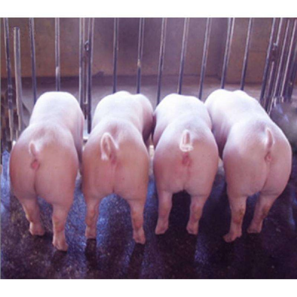 预防仔猪黄白痢最有效的方法,养猪最简单的诊断方法