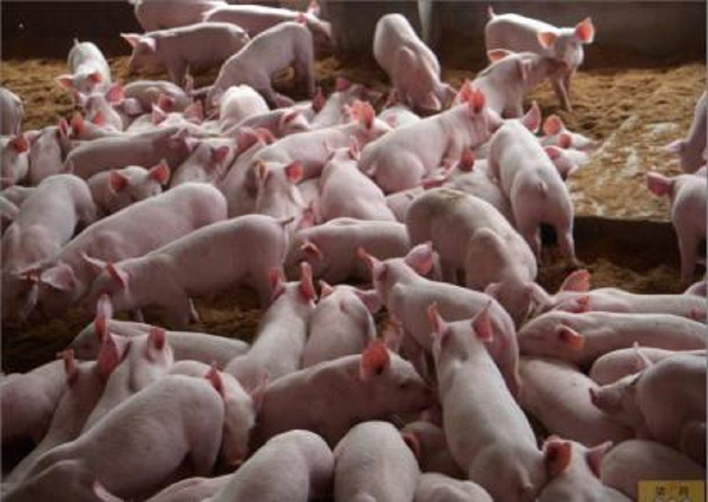 预防仔猪黄白痢最有效的方法,养猪最简单的诊断方法