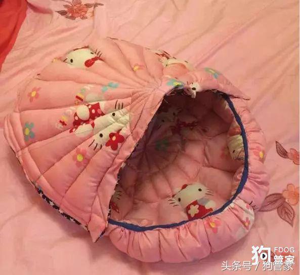 以前养狗和现在养狗的区别,为什么女生比男生更适合养狗