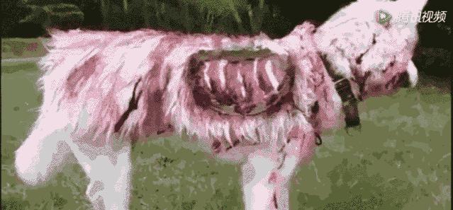 以前养狗和现在养狗的区别,为什么女生比男生更适合养狗