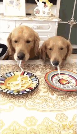 以前养狗和现在养狗的区别,为什么女生比男生更适合养狗