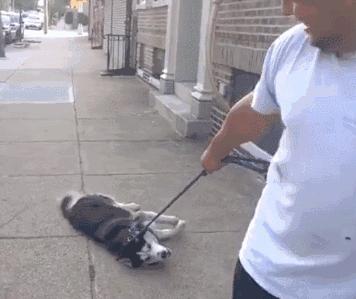 以前养狗和现在养狗的区别,为什么女生比男生更适合养狗