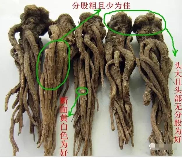 有当归的中药处方,中药当归的药性及功效