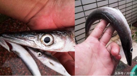 冰鲜鱼怎么卖,市场常见的冰鲜鱼