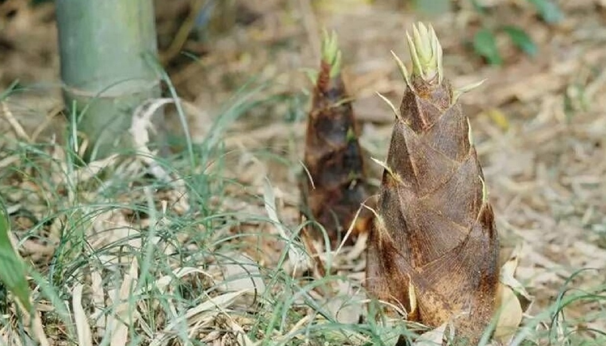 种竹子一年赚几千万,种竹子能赚钱吗农村