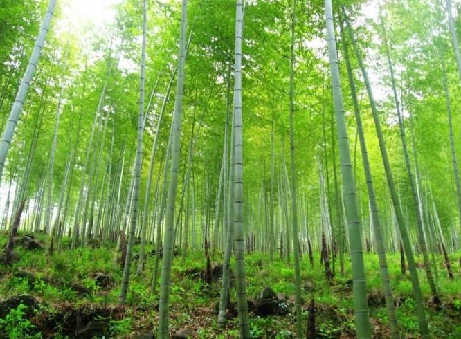 种竹子一年赚几千万,种竹子能赚钱吗农村