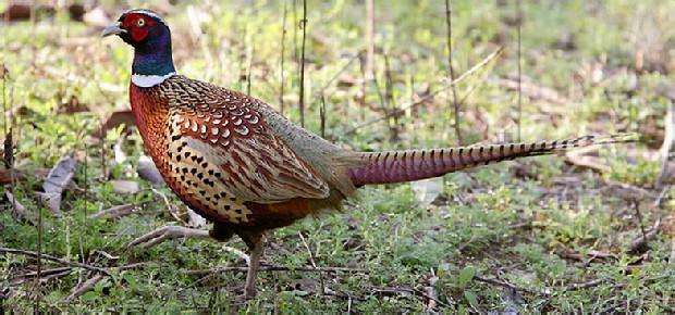 农村怎么创业成本低收获高,985大学生回农村创业带农民致富