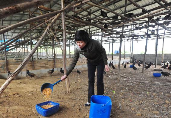 农村怎么创业成本低收获高,985大学生回农村创业带农民致富